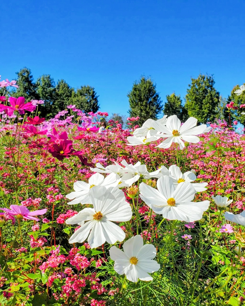 138タワーパーク、コスモス、10月の秋の花、愛知県一宮市の観光・撮影スポットの画像と写真