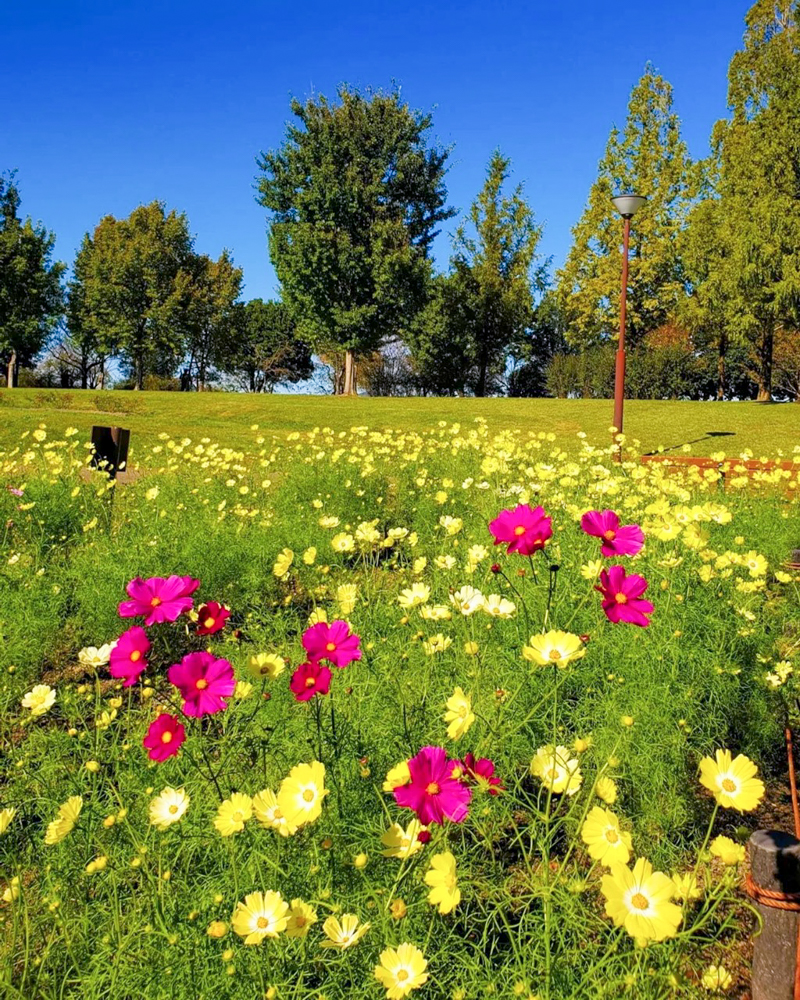 138タワーパーク、コスモス、10月の秋の花、愛知県一宮市の観光・撮影スポットの画像と写真