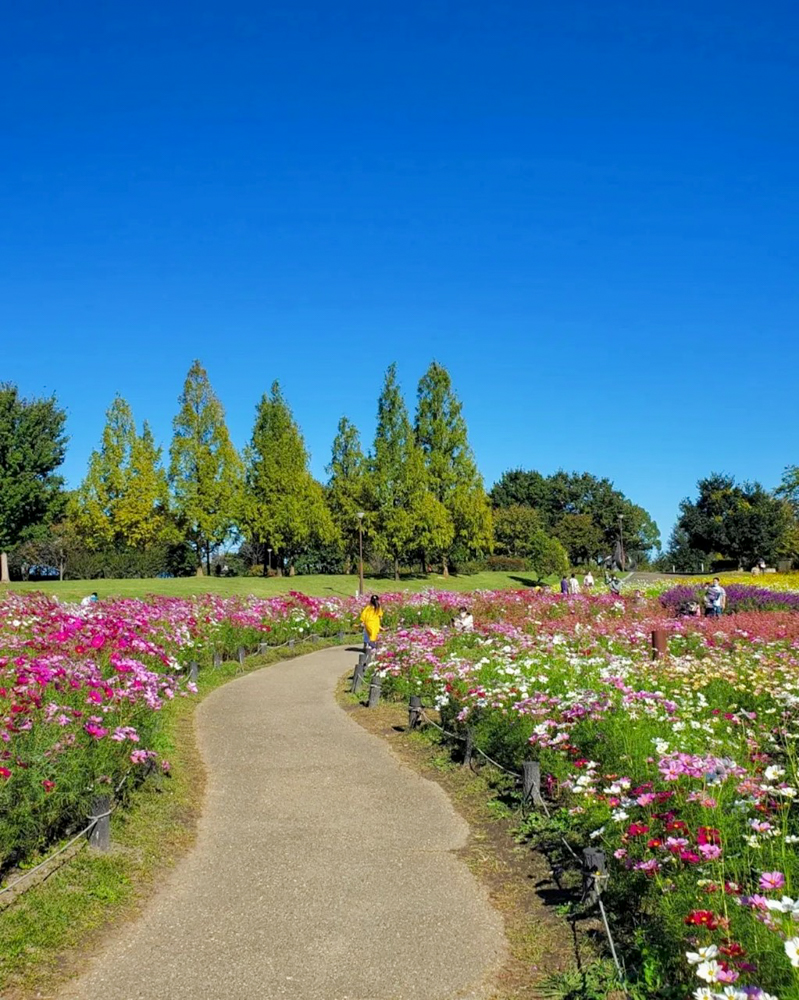 138タワーパーク、10月の秋の花、愛知県一宮市の観光・撮影スポットの画像と写真