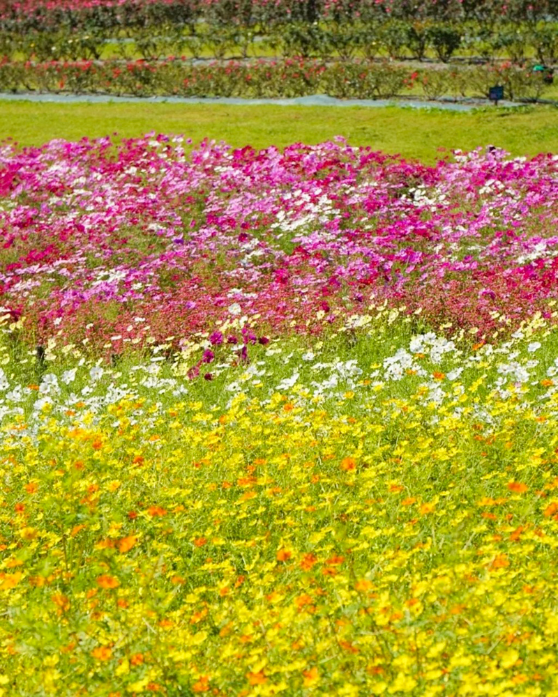 138タワーパーク、コスモス、10月の秋の花、愛知県一宮市の観光・撮影スポットの画像と写真