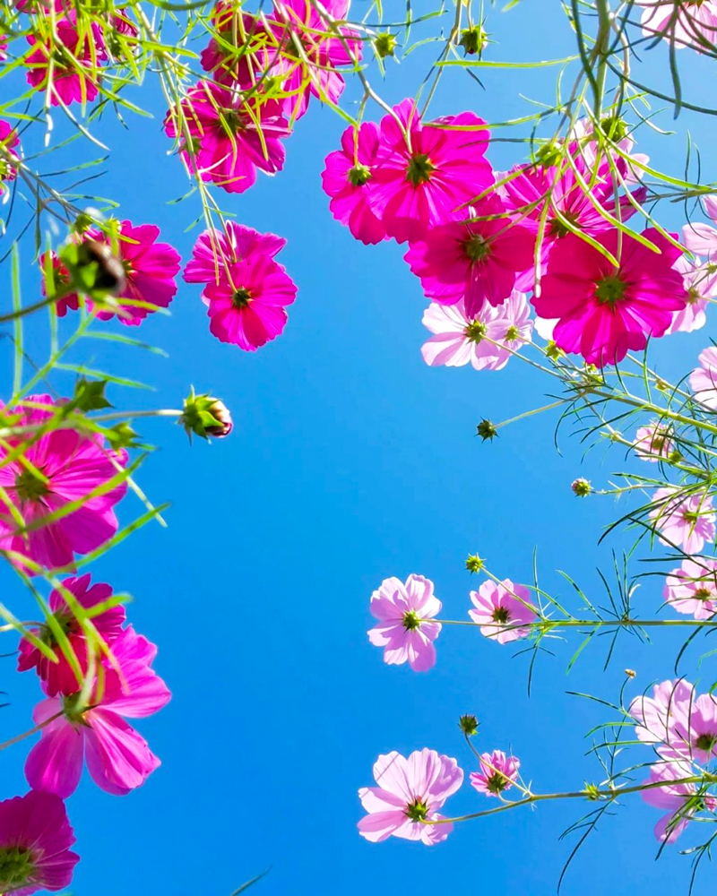 138タワーパーク、コスモス、10月の秋の花、愛知県一宮市の観光・撮影スポットの画像と写真