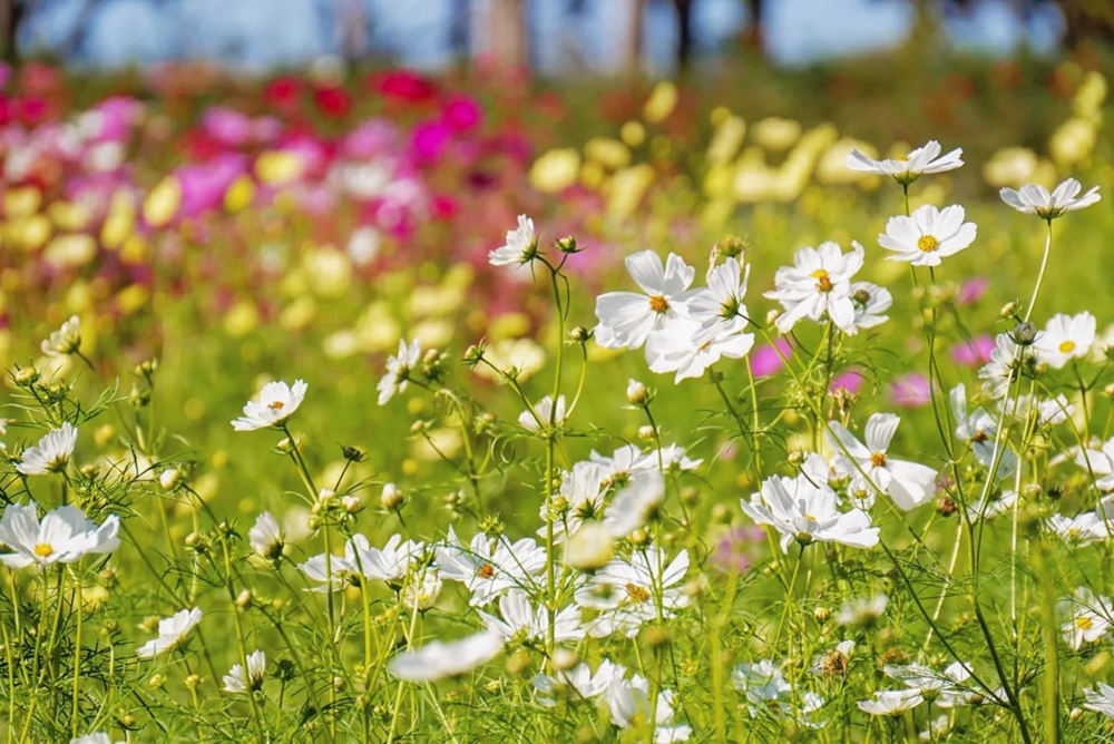 138タワーパーク、コスモス、10月の秋の花、愛知県一宮市の観光・撮影スポットの画像と写真