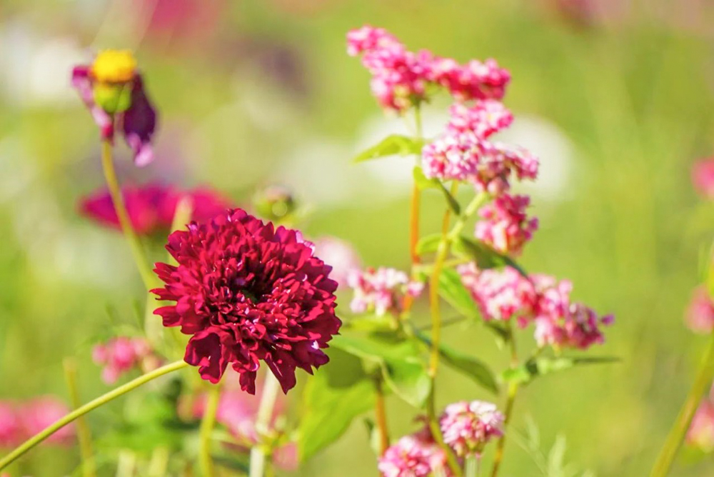 138タワーパーク、10月の秋の花、愛知県一宮市の観光・撮影スポットの画像と写真