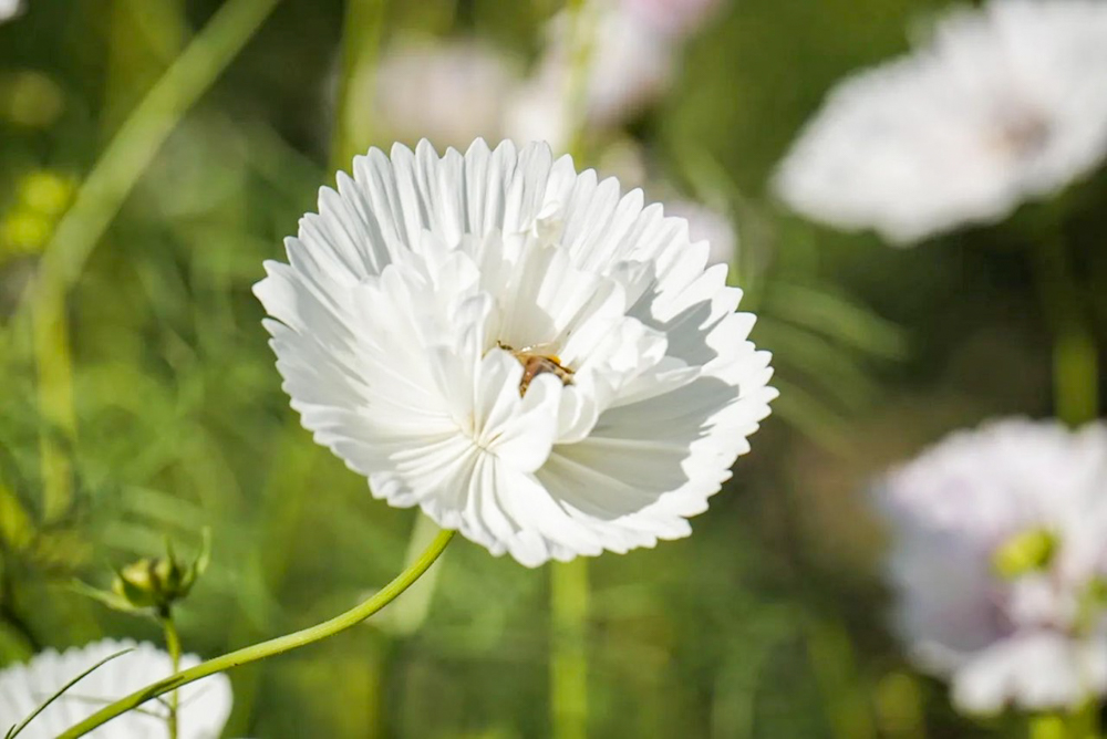 138タワーパーク、コスモス、10月の秋の花、愛知県一宮市の観光・撮影スポットの画像と写真