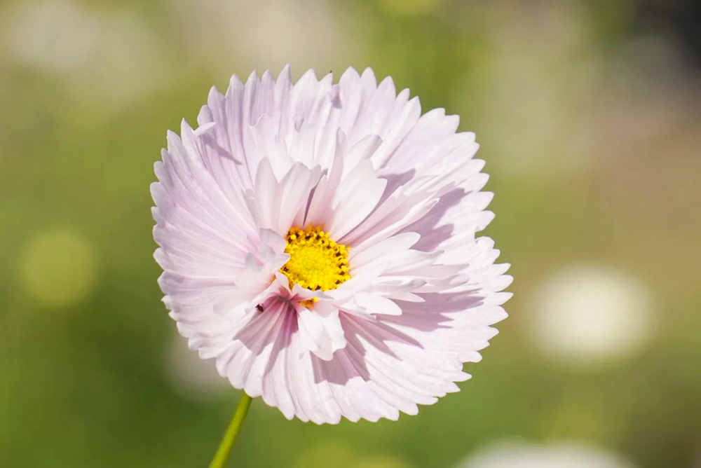 138タワーパーク、コスモス、10月の秋の花、愛知県一宮市の観光・撮影スポットの画像と写真