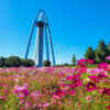138タワーパーク、コスモス、10月の秋の花、愛知県一宮市の観光・撮影スポットの画像と写真