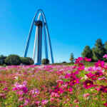 138タワーパーク、コスモス、10月の秋の花、愛知県一宮市の観光・撮影スポットの画像と写真