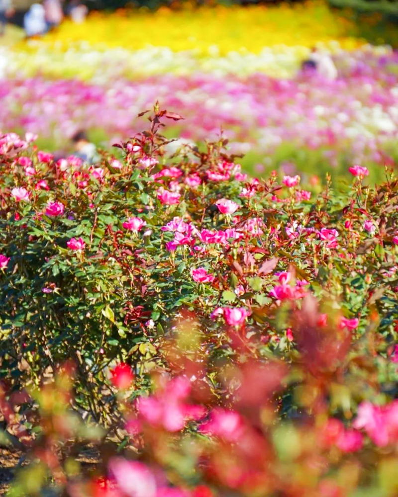 138タワーパーク、10月の秋の花、愛知県一宮市の観光・撮影スポットの画像と写真