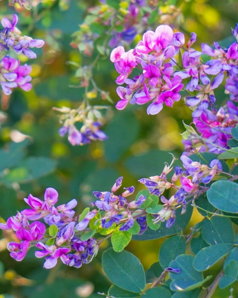 138タワーパーク、10月の秋の花、愛知県一宮市の観光・撮影スポットの画像と写真