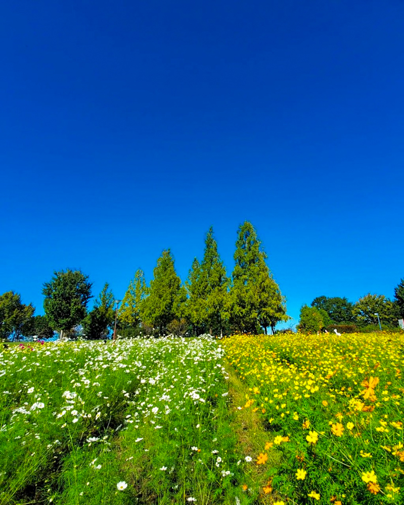 138タワーパーク、10月の秋の花、愛知県一宮市の観光・撮影スポットの画像と写真