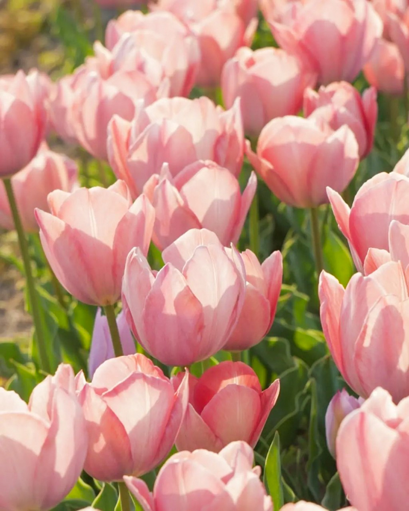 あま市チューリップ、３月春の花、愛知県あま市の観光・撮影スポットの画像と写真