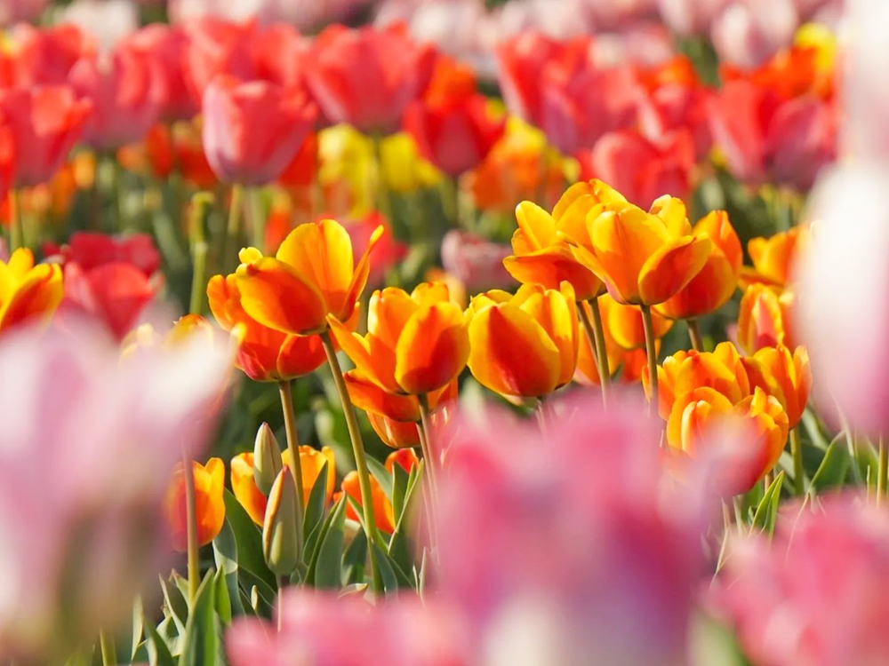 あま市チューリップ、３月春の花、愛知県あま市の観光・撮影スポットの画像と写真