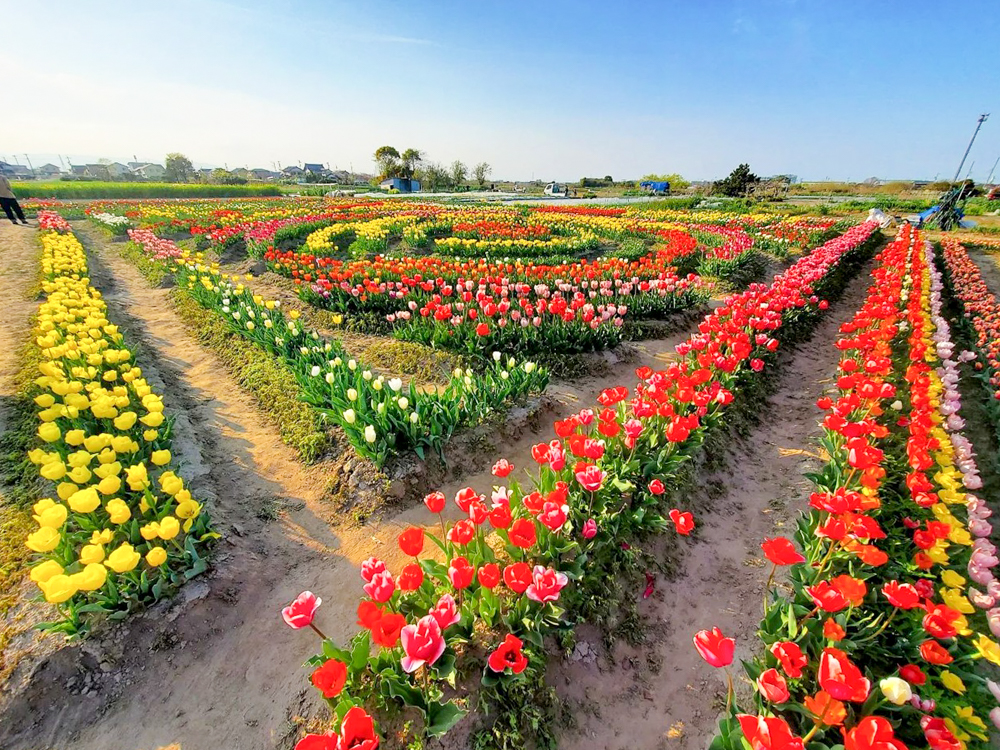 あま市チューリップ、３月春の花、愛知県あま市の観光・撮影スポットの画像と写真