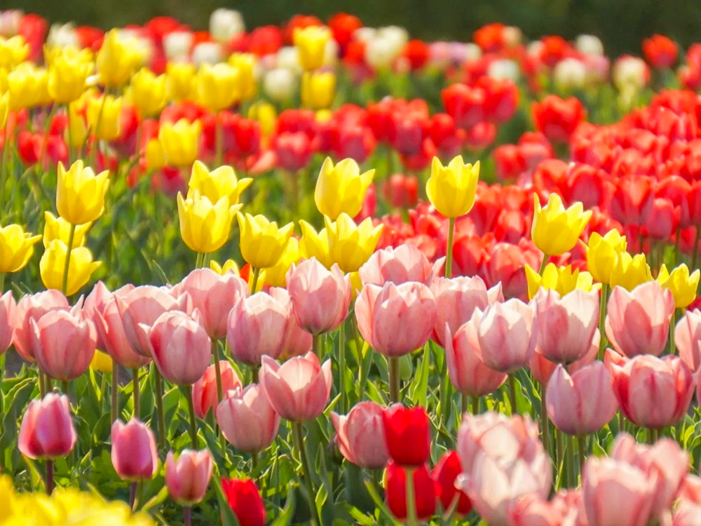 あま市チューリップ、３月春の花、愛知県あま市の観光・撮影スポットの画像と写真