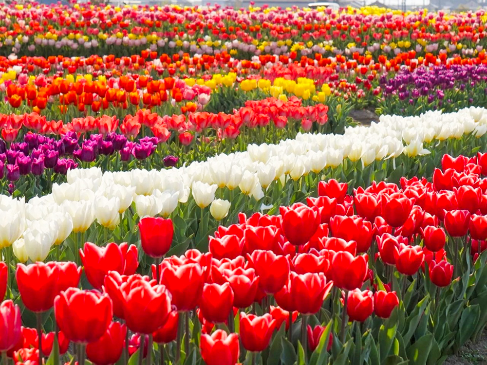 あま市チューリップ、３月春の花、愛知県あま市の観光・撮影スポットの画像と写真