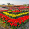 あま市チューリップ、３月春の花、愛知県あま市の観光・撮影スポットの画像と写真