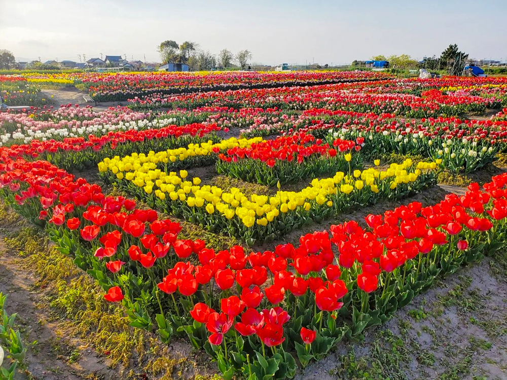 あま市チューリップ、３月春の花、愛知県あま市の観光・撮影スポットの画像と写真