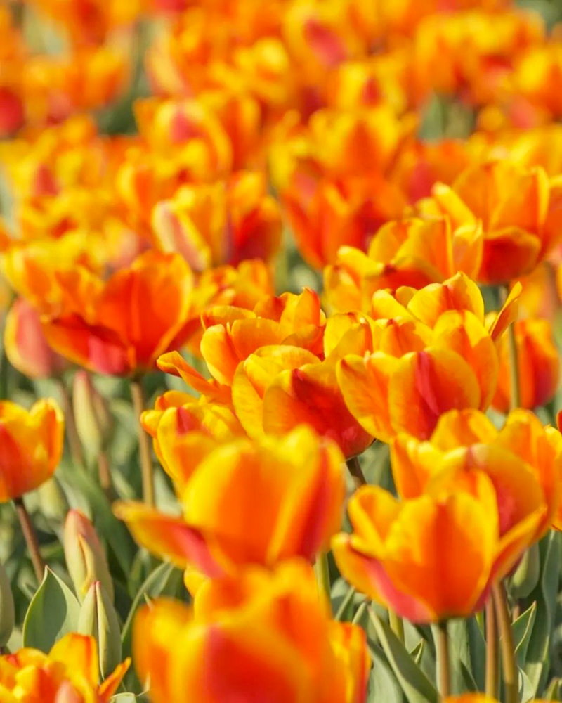 あま市チューリップ、３月春の花、愛知県あま市の観光・撮影スポットの画像と写真