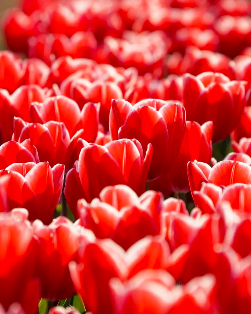 あま市チューリップ、３月春の花、愛知県あま市の観光・撮影スポットの画像と写真