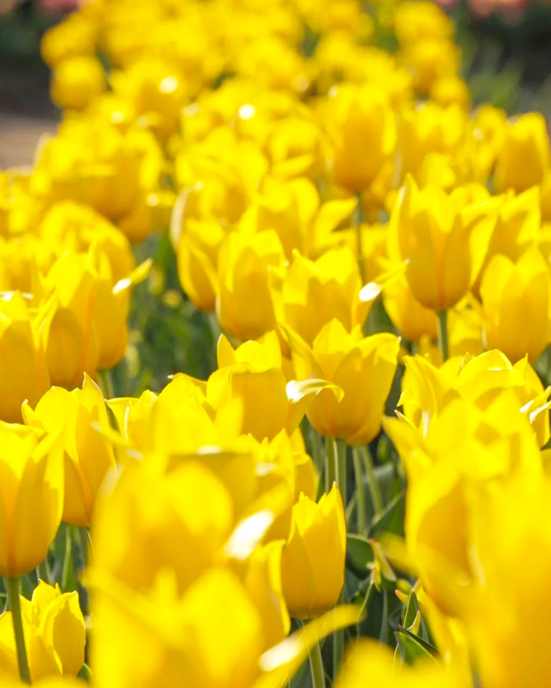 あま市チューリップ、３月春の花、愛知県あま市の観光・撮影スポットの画像と写真