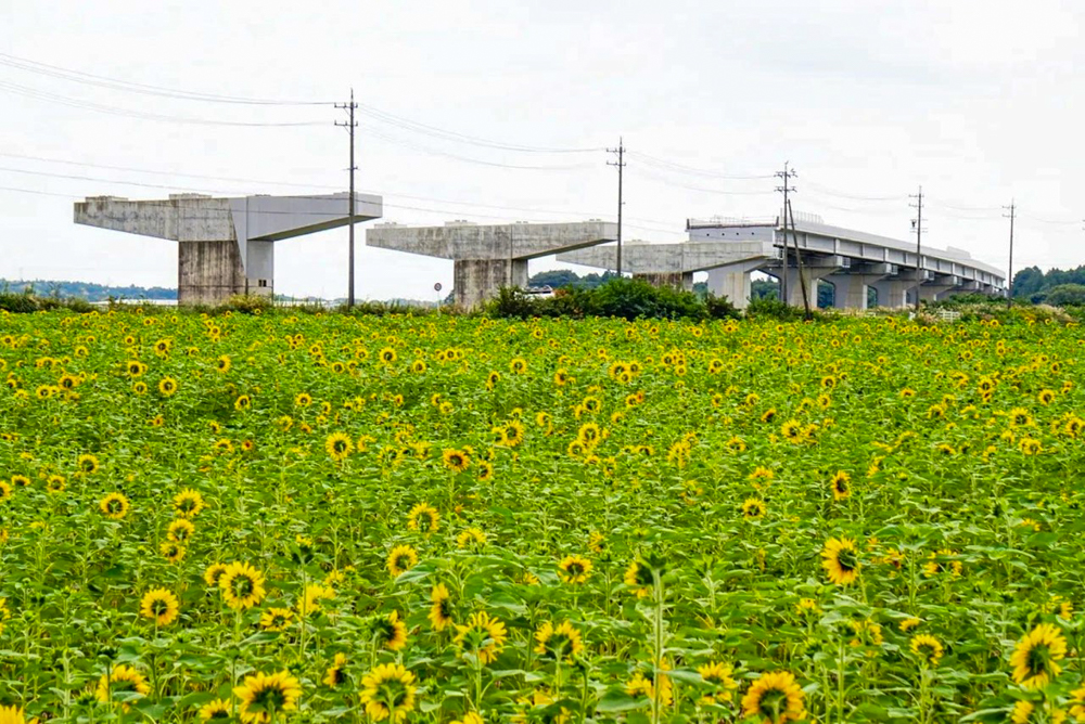 三岐鉄道北勢線・ひまわり畑、9月の夏の花、三重県いなべ市の観光・撮影スポットの画像と写真