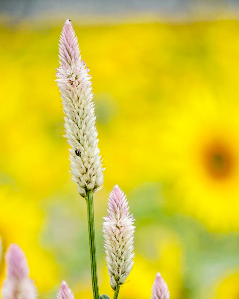 三岐鉄道北勢線・ひまわり畑、9月の夏の花、三重県いなべ市の観光・撮影スポットの画像と写真