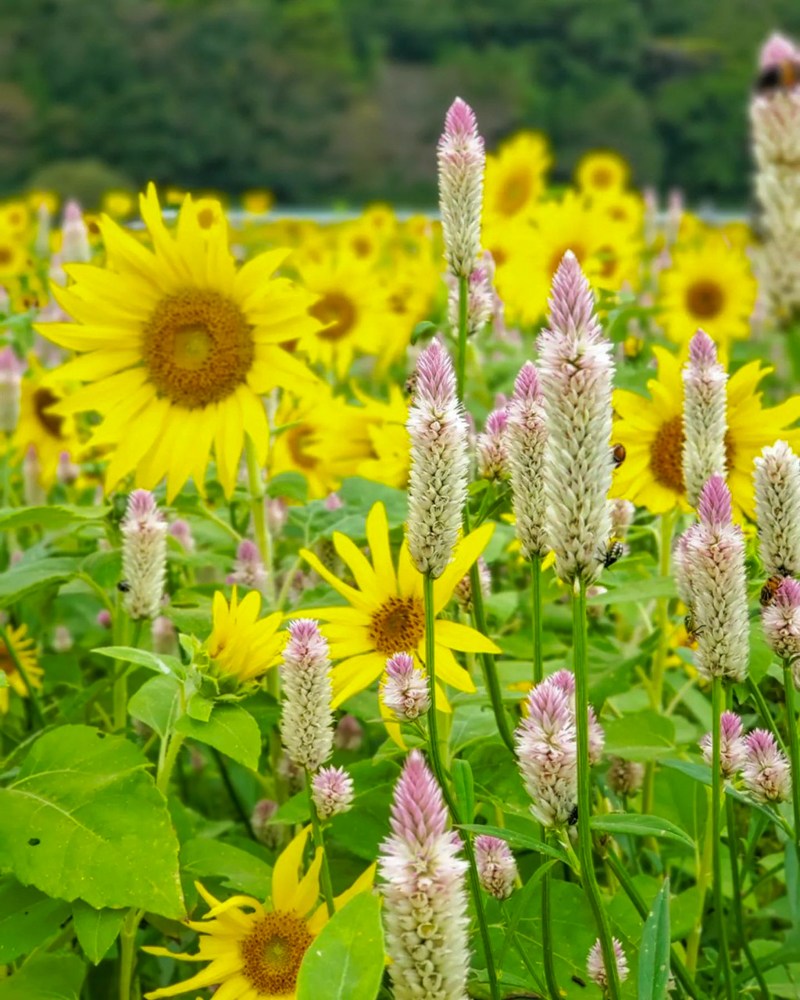 三岐鉄道北勢線・ひまわり畑、9月の夏の花、三重県いなべ市の観光・撮影スポットの画像と写真