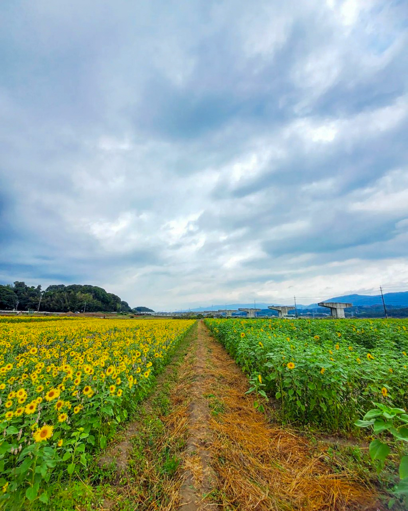 三岐鉄道北勢線・ひまわり畑、9月の夏の花、三重県いなべ市の観光・撮影スポットの画像と写真