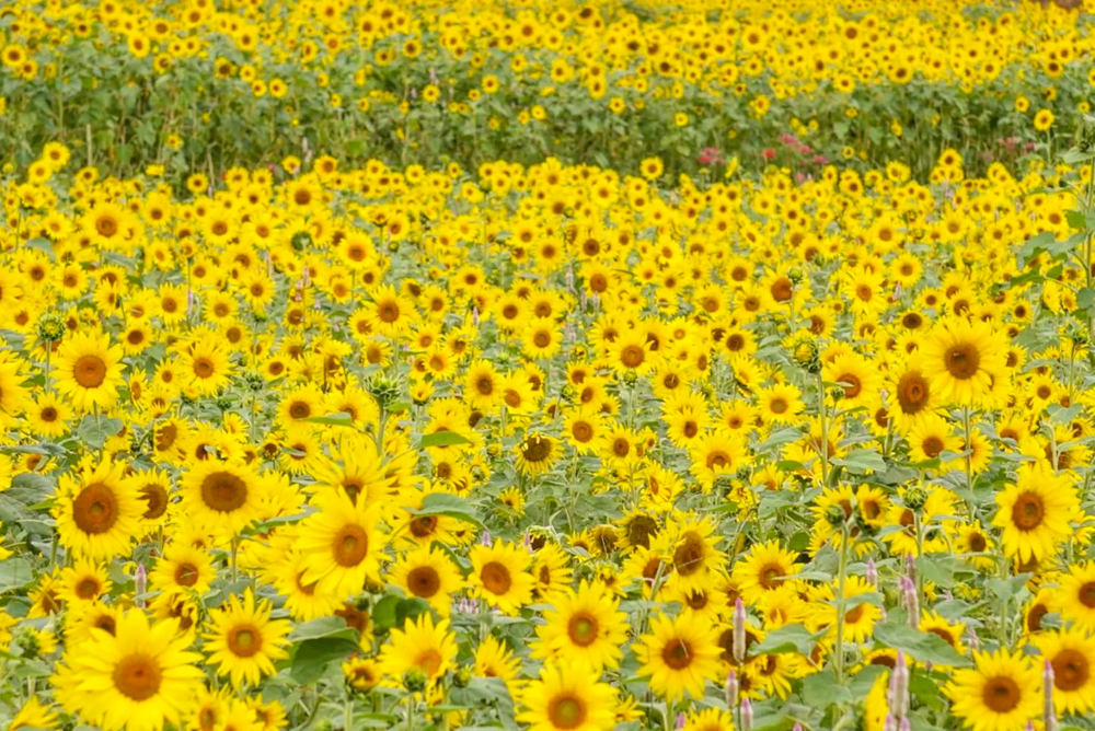 三岐鉄道北勢線・ひまわり畑、9月の夏の花、三重県いなべ市の観光・撮影スポットの画像と写真