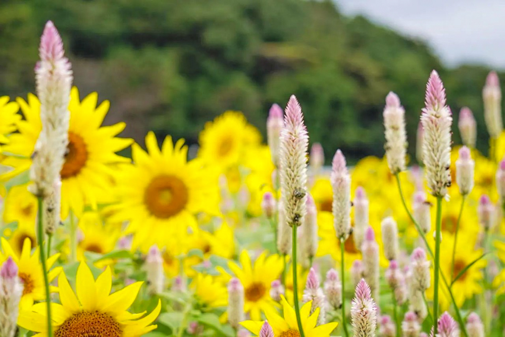 三岐鉄道北勢線・ひまわり畑、9月の夏の花、三重県いなべ市の観光・撮影スポットの画像と写真