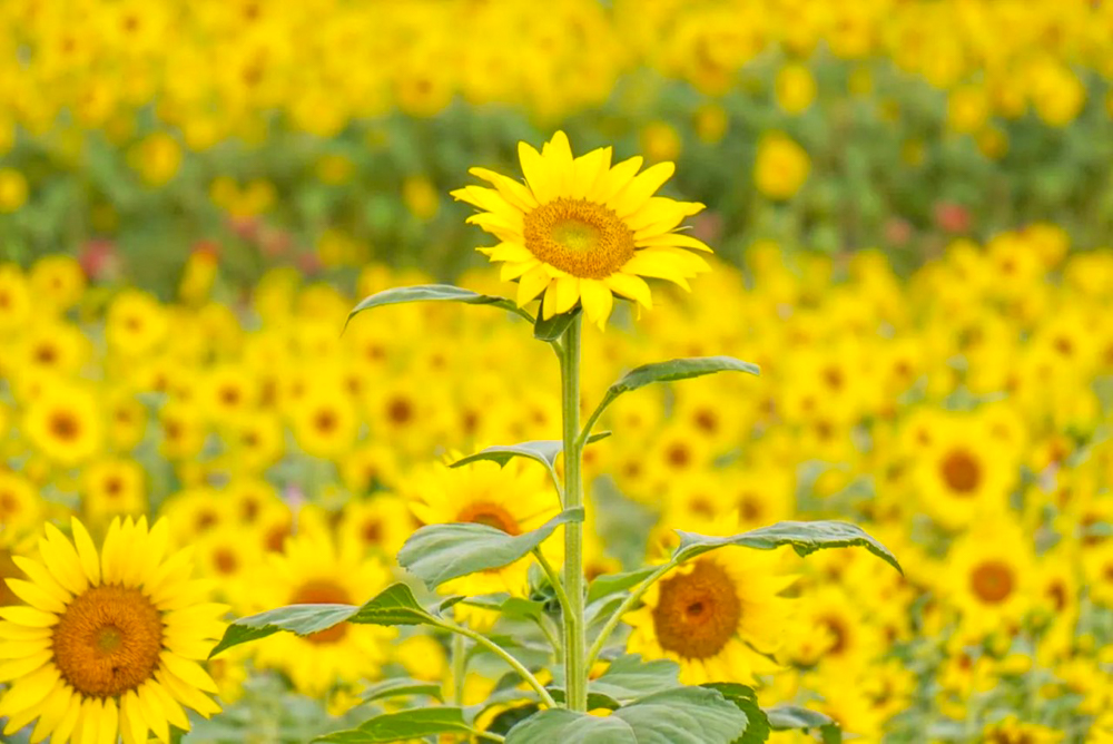 三岐鉄道北勢線・ひまわり畑、9月の夏の花、三重県いなべ市の観光・撮影スポットの画像と写真