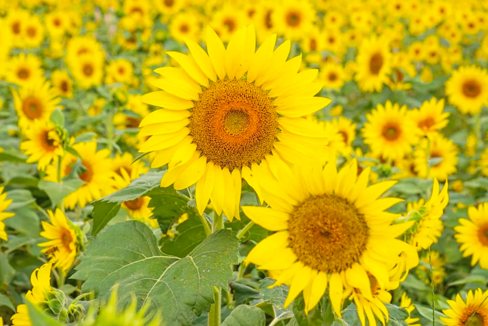 三岐鉄道北勢線・ひまわり畑、9月の夏の花、三重県いなべ市の観光・撮影スポットの画像と写真