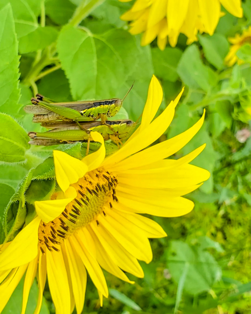 三岐鉄道北勢線・ひまわり畑、9月の夏の花、三重県いなべ市の観光・撮影スポットの画像と写真