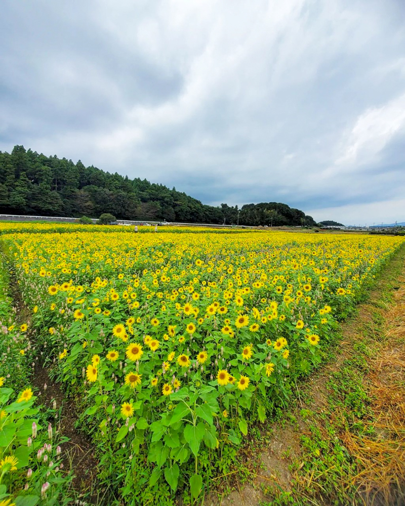 三岐鉄道北勢線・ひまわり畑、9月の夏の花、三重県いなべ市の観光・撮影スポットの画像と写真