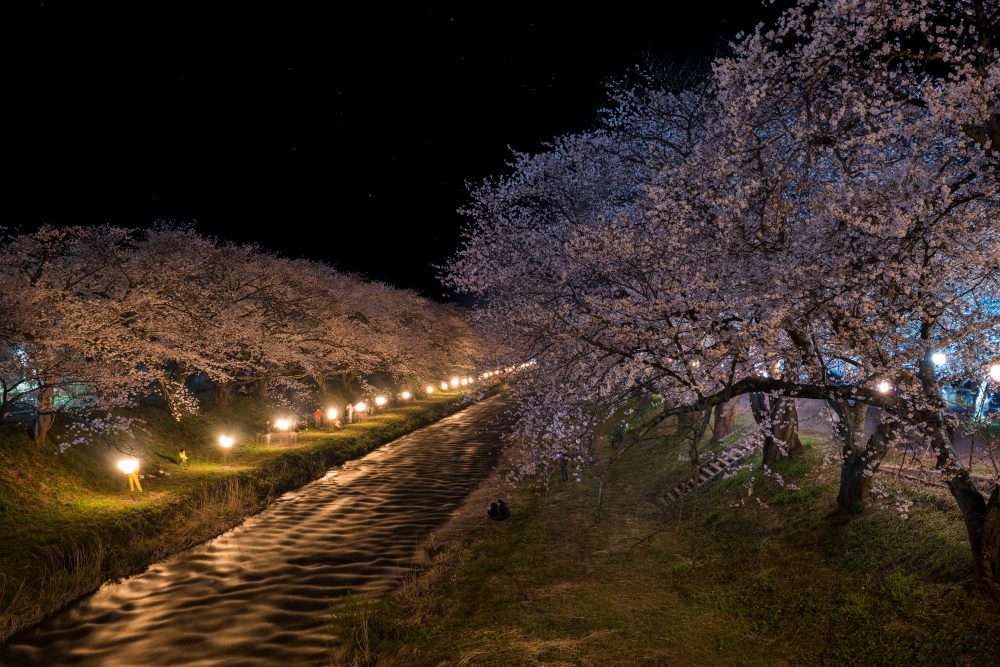 かがり火の夜桜、4月春の花、富山県下新川郡の観光・撮影スポットの名所