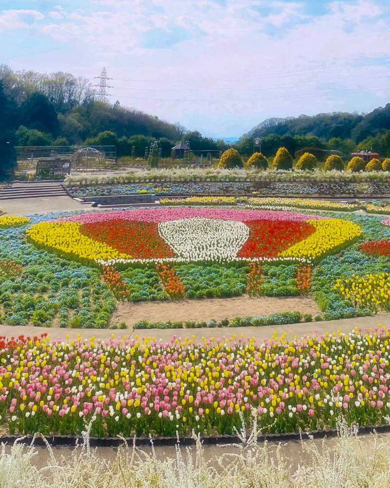 ぎふワールド・ローズガーデン、チューリップ、4月の春の花、岐阜県可児市の観光・撮影スポットの画像と写真