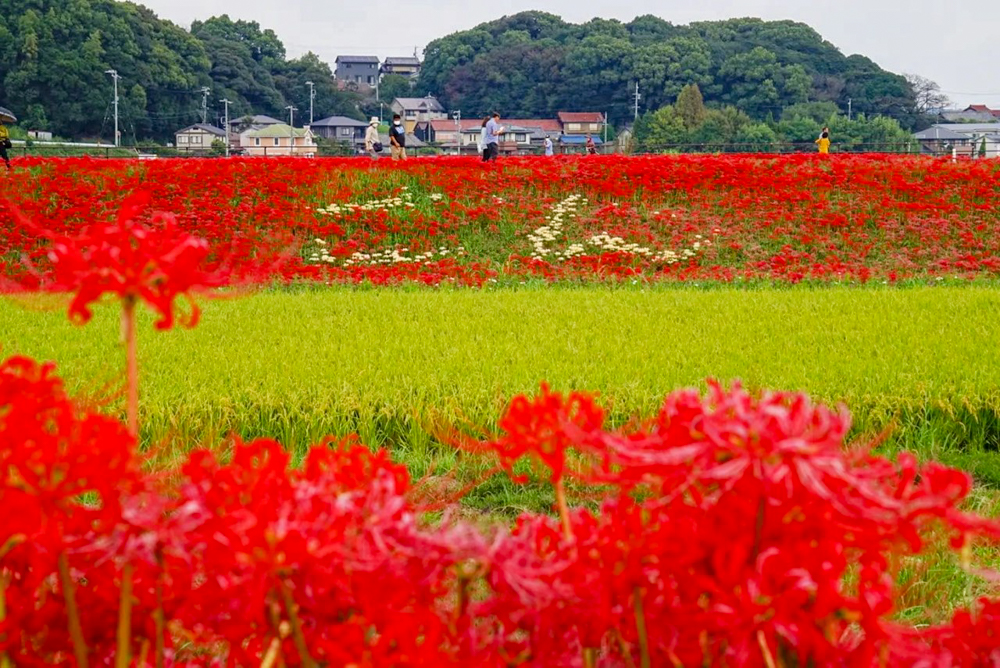 矢勝川、彼岸花、ごんの秋まつり、9月の秋の花、愛知県半田市の観光・撮影スポットの画像と写真