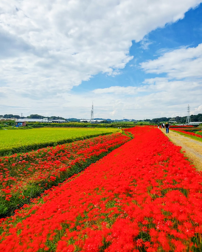 矢勝川、彼岸花、ごんの秋まつり、9月の秋の花、愛知県半田市の観光・撮影スポットの画像と写真