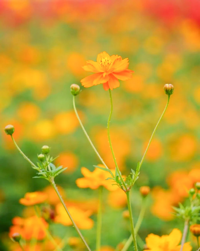 矢勝川、コスモス、ごんの秋まつり、9月の秋の花、愛知県半田市の観光・撮影スポットの画像と写真