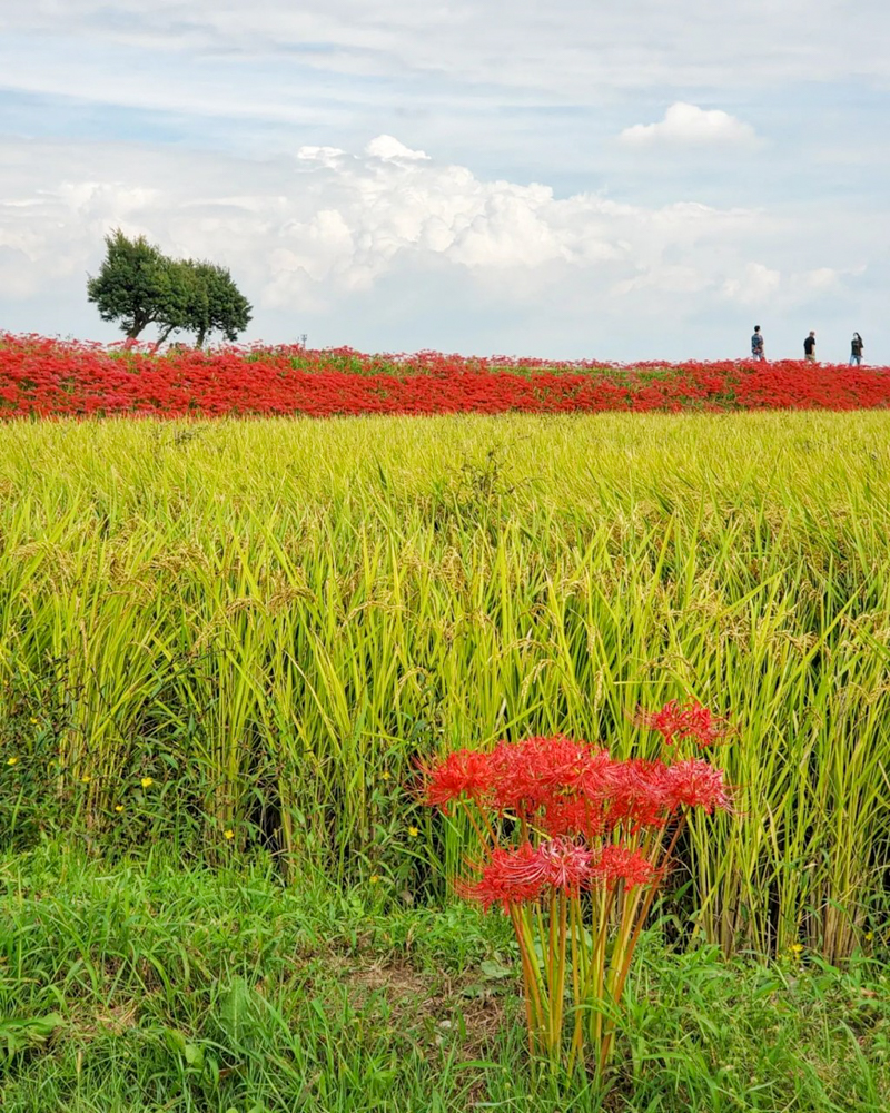 矢勝川、彼岸花、ごんの秋まつり、9月の秋の花、愛知県半田市の観光・撮影スポットの画像と写真