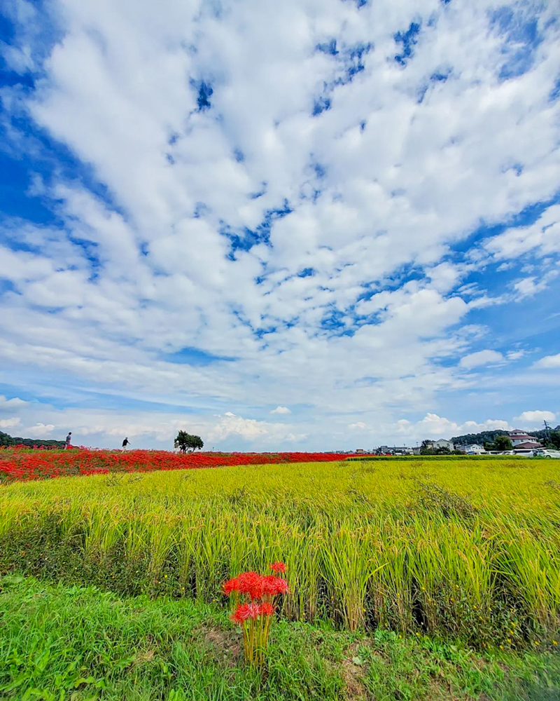 矢勝川、彼岸花、ごんの秋まつり、9月の秋の花、愛知県半田市の観光・撮影スポットの画像と写真