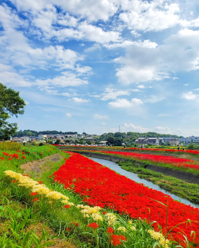 矢勝川、彼岸花、ごんの秋まつり、9月の秋の花、愛知県半田市の観光・撮影スポットの画像と写真