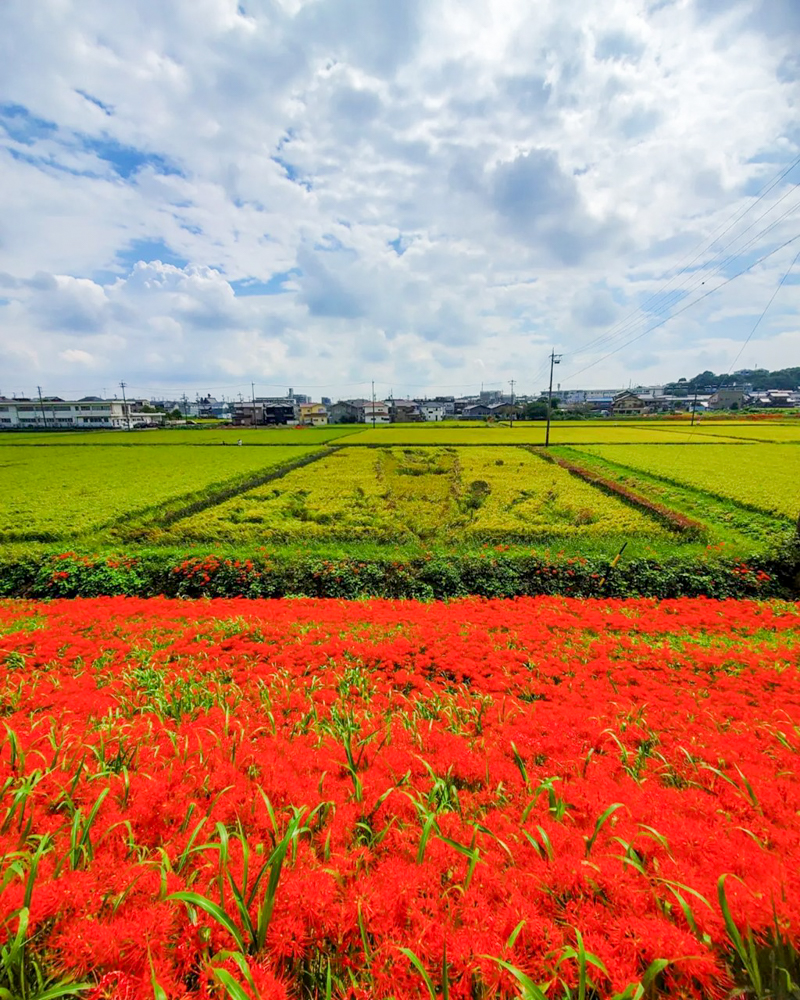 矢勝川、彼岸花、ごんの秋まつり、9月の秋の花、愛知県半田市の観光・撮影スポットの画像と写真