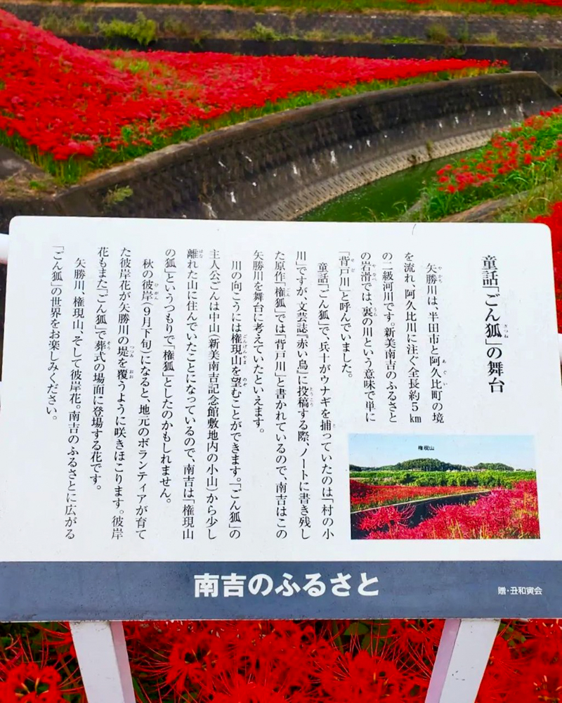 矢勝川、彼岸花、ごんの秋まつり、9月の秋の花、愛知県半田市の観光・撮影スポットの画像と写真