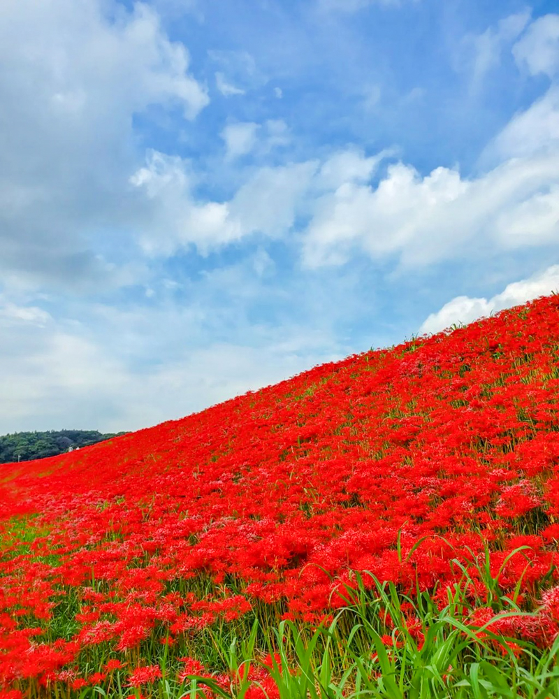 矢勝川、彼岸花、ごんの秋まつり、9月の秋の花、愛知県半田市の観光・撮影スポットの画像と写真