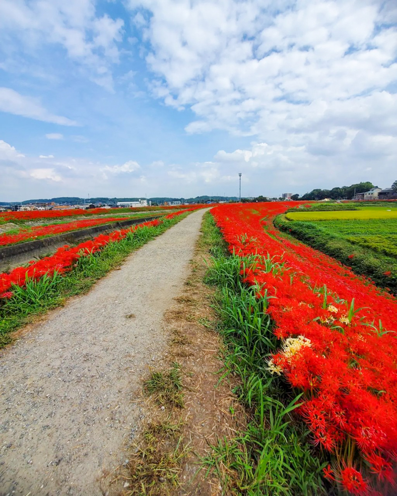 矢勝川、彼岸花、ごんの秋まつり、9月の秋の花、愛知県半田市の観光・撮影スポットの画像と写真