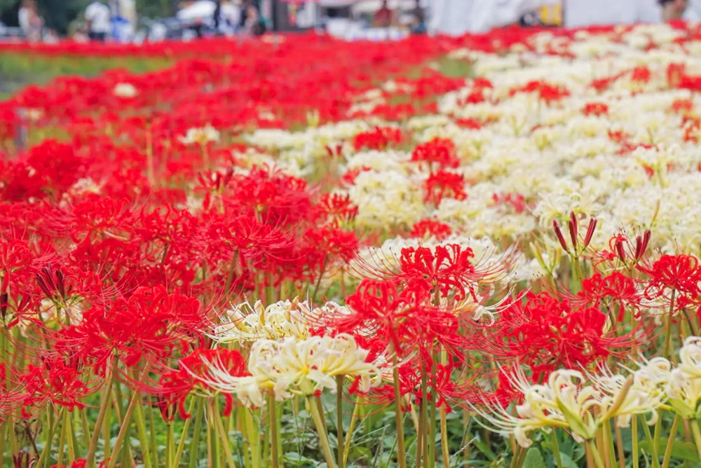 矢勝川、彼岸花、ごんの秋まつり、9月の秋の花、愛知県半田市の観光・撮影スポットの画像と写真