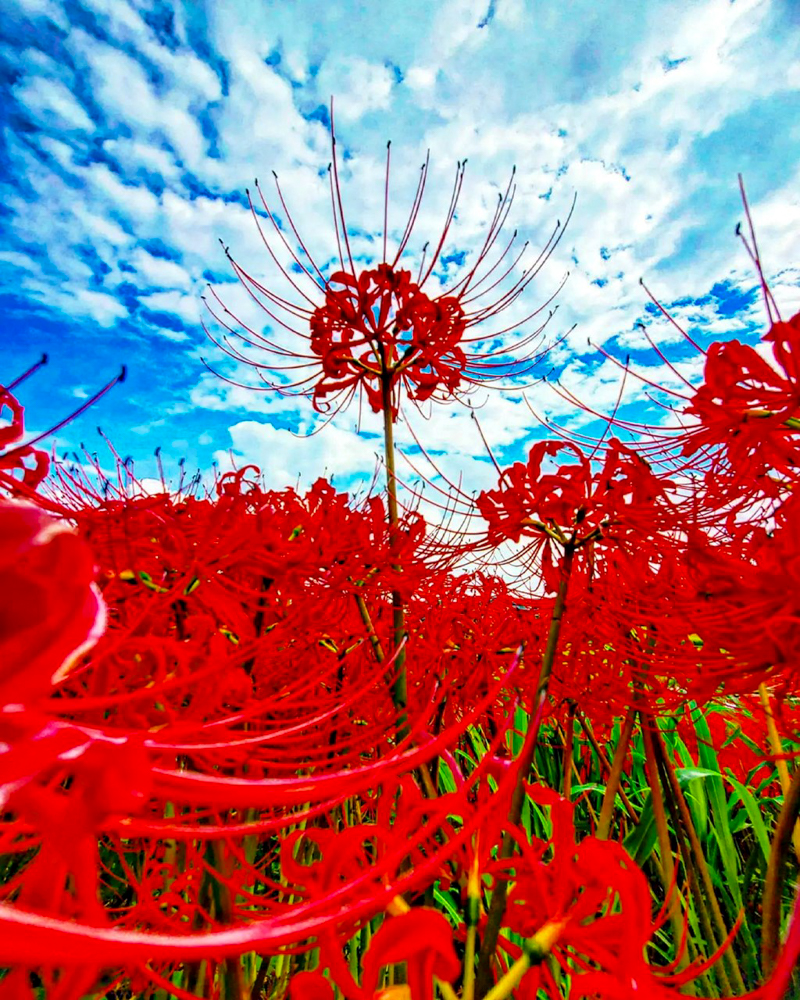 矢勝川、彼岸花、ごんの秋まつり、9月の秋の花、愛知県半田市の観光・撮影スポットの画像と写真