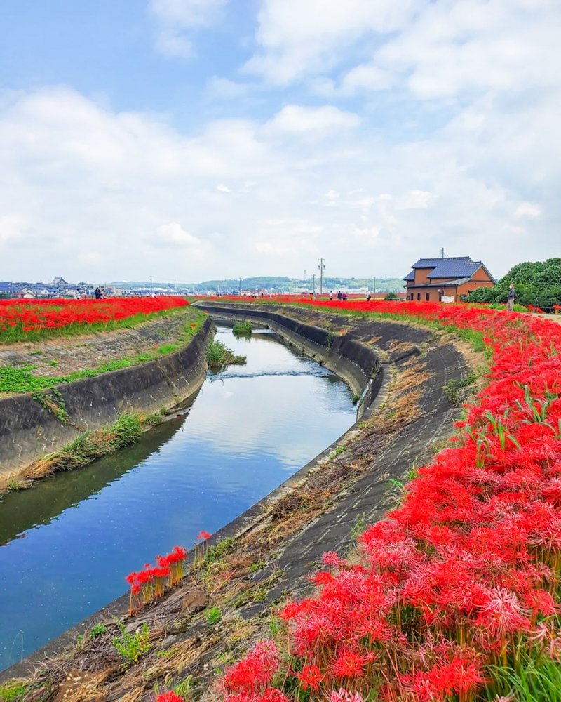 矢勝川、彼岸花、ごんの秋まつり、9月の秋の花、愛知県半田市の観光・撮影スポットの画像と写真