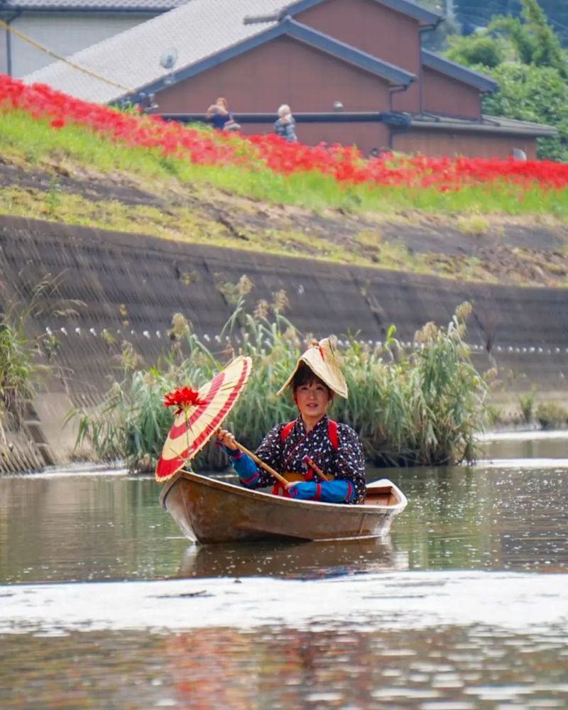 矢勝川、ごんの秋まつり、9月の秋の花、愛知県半田市の観光・撮影スポットの画像と写真